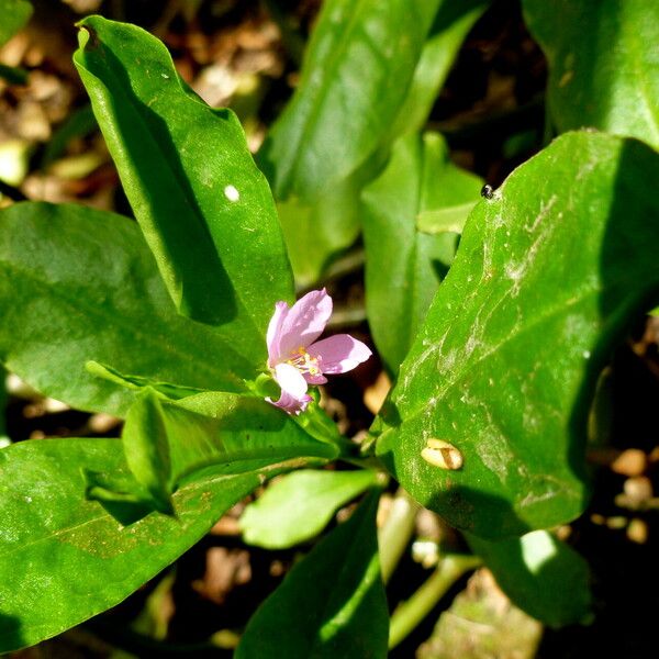 Talinum paniculatum Blüte