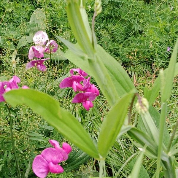 Lathyrus latifolius 葉