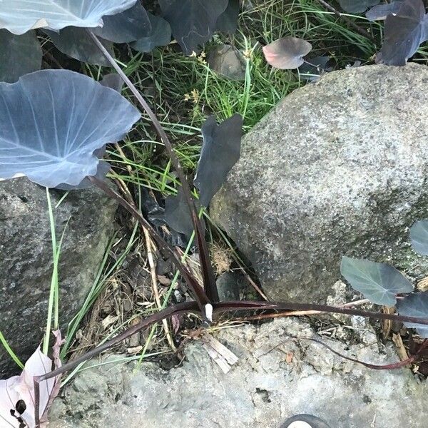 Colocasia esculenta Outro