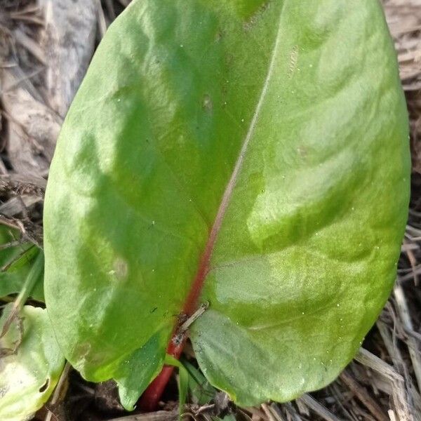 Spinacia oleracea Leaf