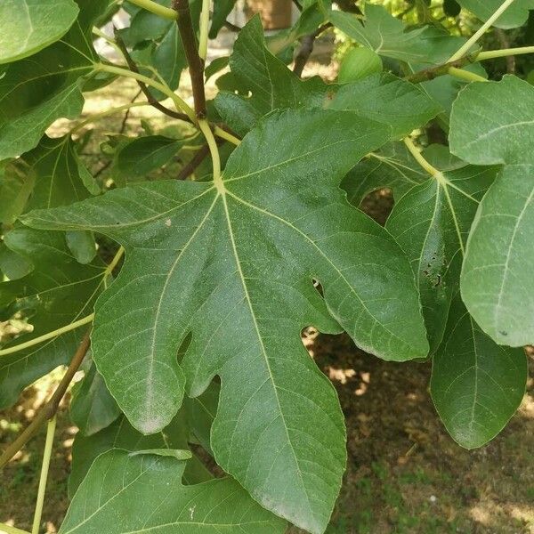 Ficus carica পাতা