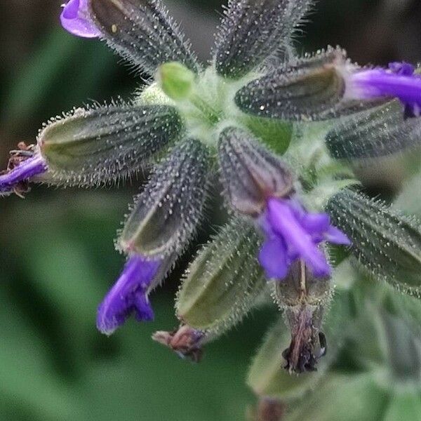 Salvia × sylvestris Кветка