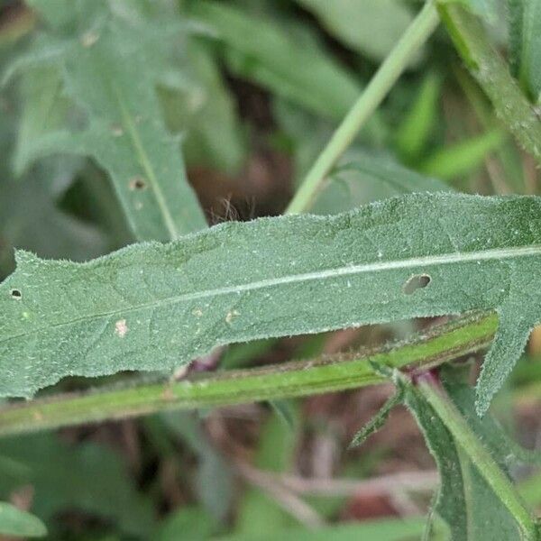 Centaurea nigra Folla