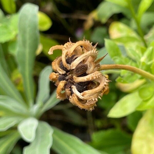 Calendula officinalis 果實