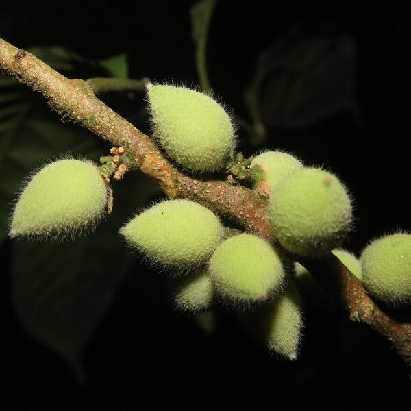 Trichilia pallida Fruit