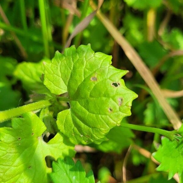 Glechoma hederacea Levél