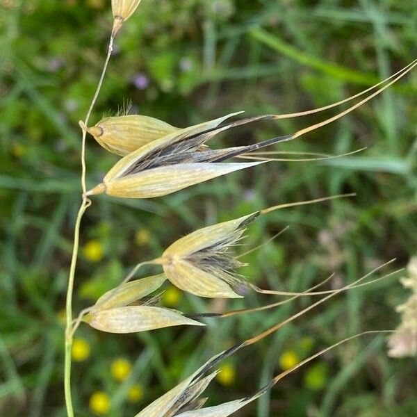 Avena sterilis Fiore