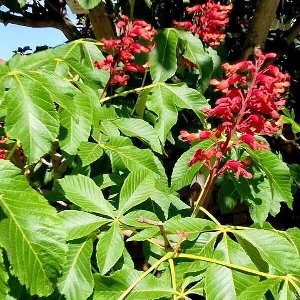 Aesculus pavia Leaf