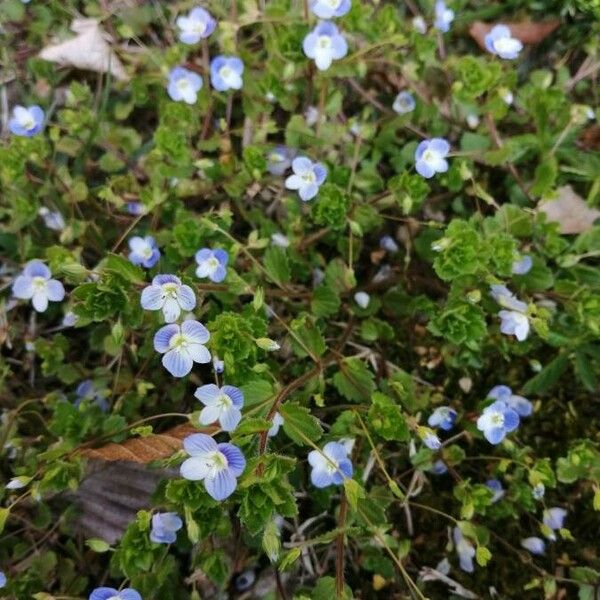 Veronica persica Flor