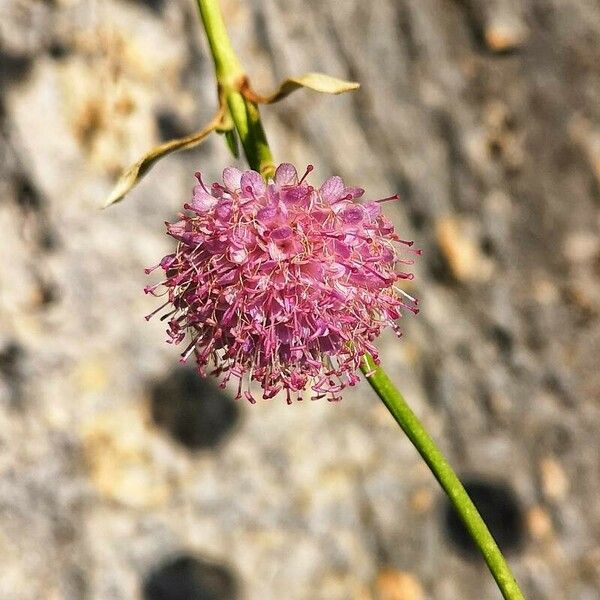 Scabiosa atropurpurea Цветок