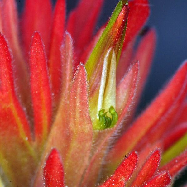 Castilleja parviflora 花