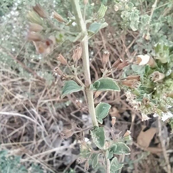 Clinopodium nepeta Лист