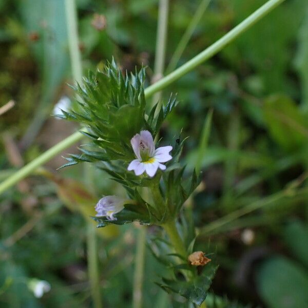 Euphrasia stricta Flower