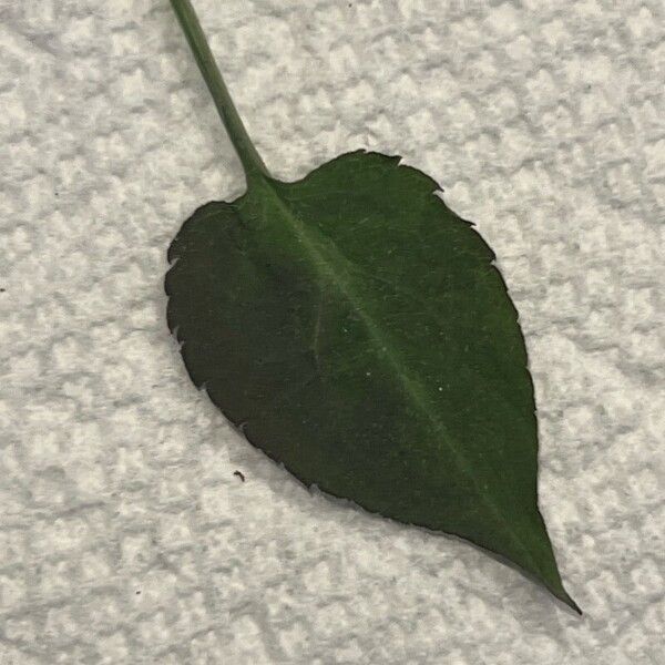 Symphyotrichum cordifolium Lapas