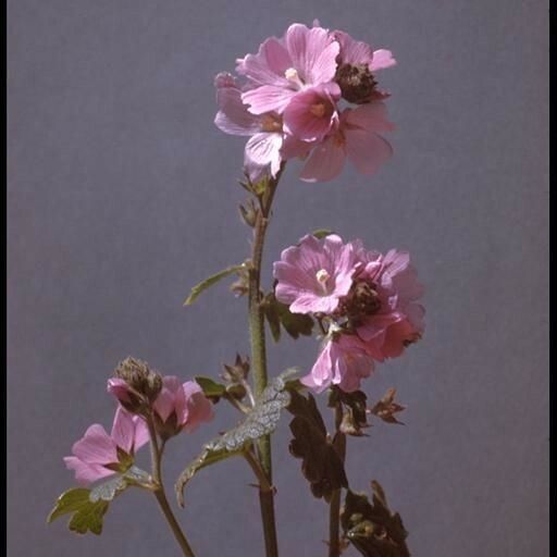 Sidalcea malviflora Cvet