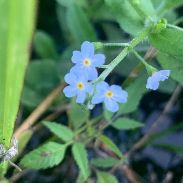 Myosotis scorpioides Fiore