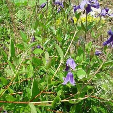 Clematis integrifolia অভ্যাস