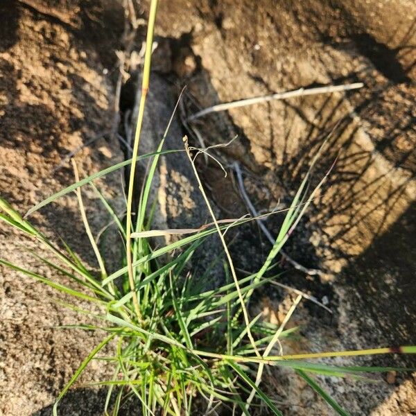 Hyparrhenia filipendula Lehti