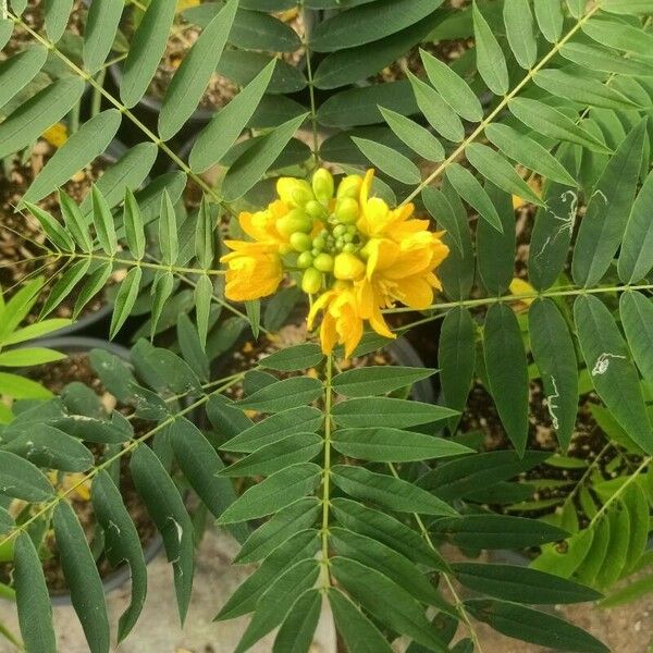 Senna occidentalis Hostoa