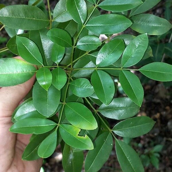 Zanthoxylum punctatum Ліст