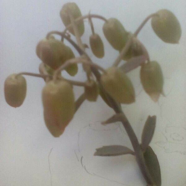 Kalanchoe fedtschenkoi Flower