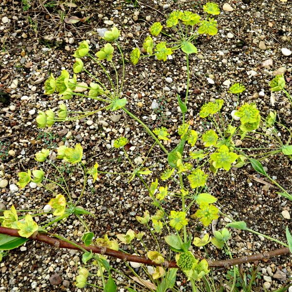 Bupleurum multinerve Flower