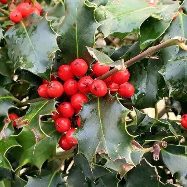 Ilex aquifolium Vaisius