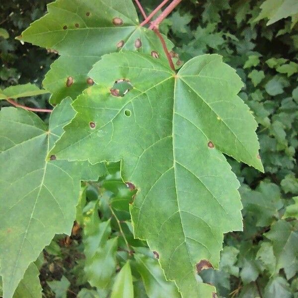 Acer rubrum Fuelha