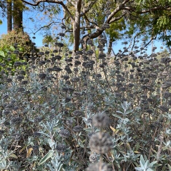 Salvia leucophylla Habitus