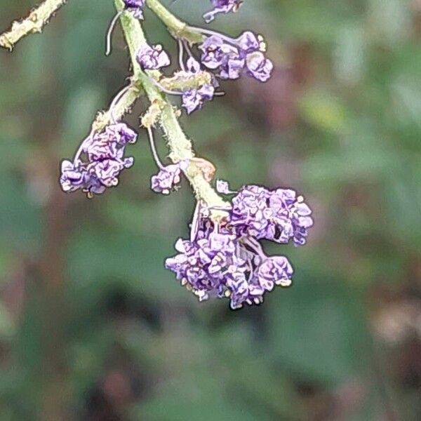 Ceanothus thyrsiflorus Cvet