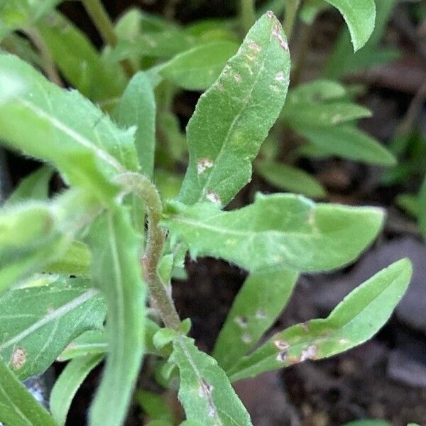 Oenothera laciniata পাতা