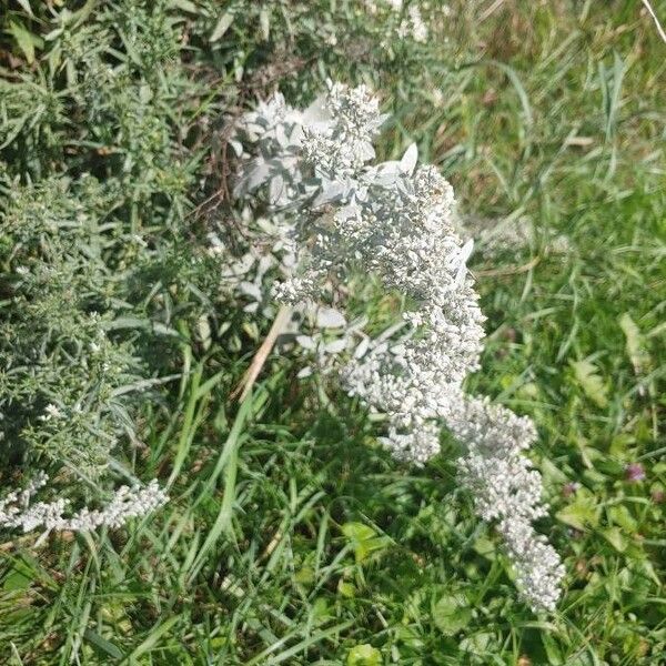 Artemisia ludoviciana Flor