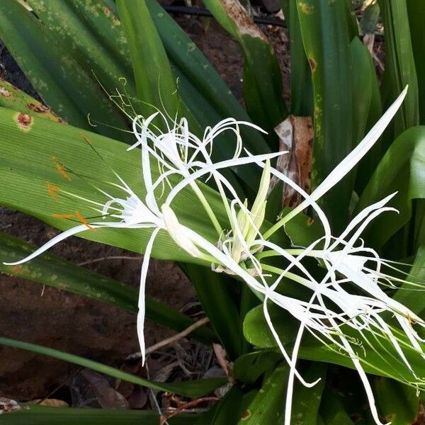 Hymenocallis fragrans Bloem