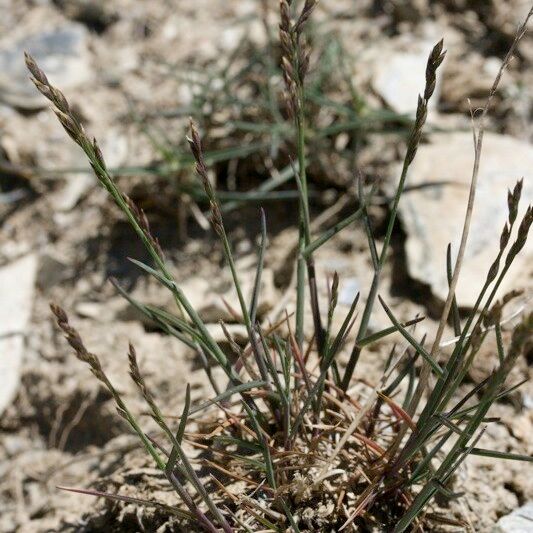 Poa glauca Hábitos