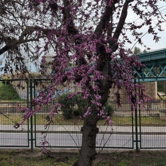 Cercis canadensis Habitus