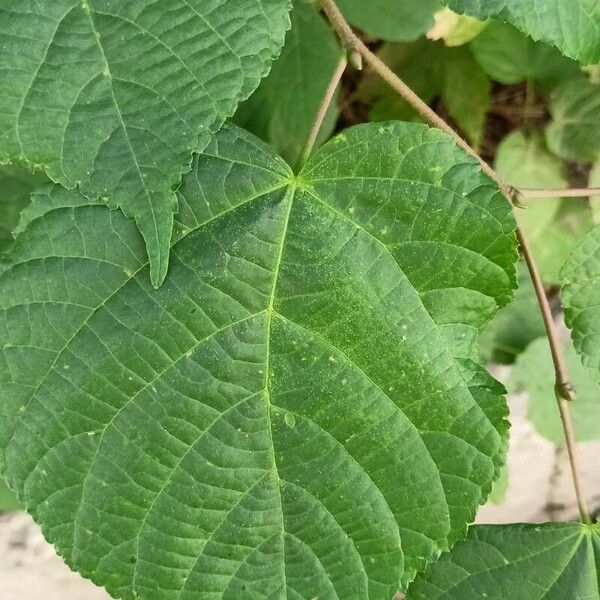 Tilia platyphyllos Leaf