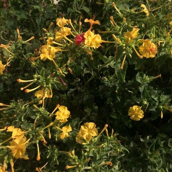 Mirabilis jalapa Цвят