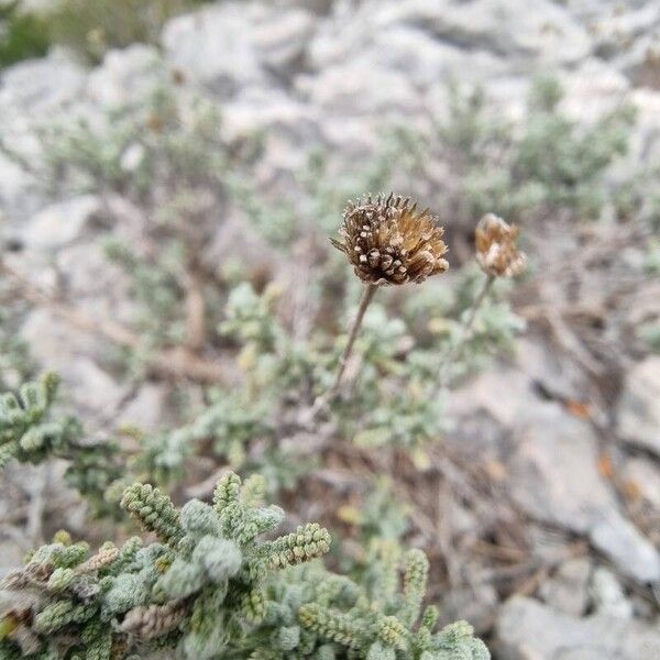 Santolina decumbens Meyve