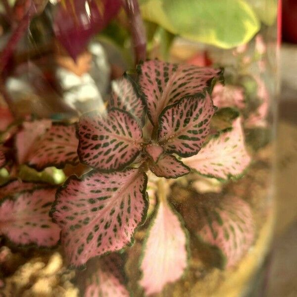 Fittonia albivenis Lapas