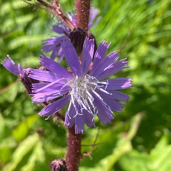 Cicerbita alpina 花