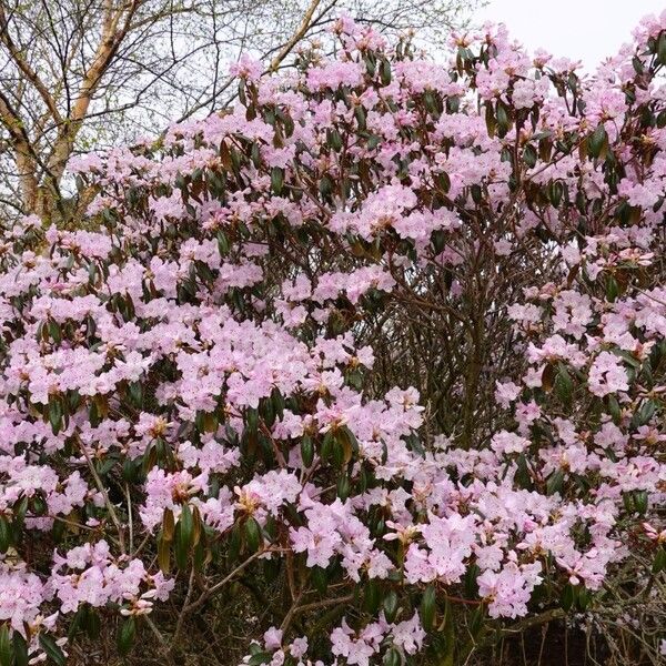 Rhododendron rubiginosum