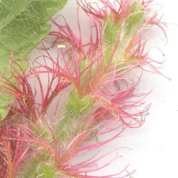 Acalypha macrostachya Floare