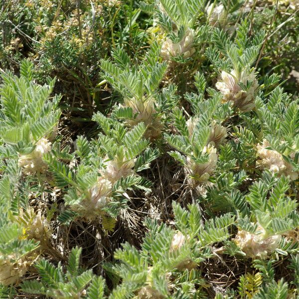 Astragalus sempervirens Costuma