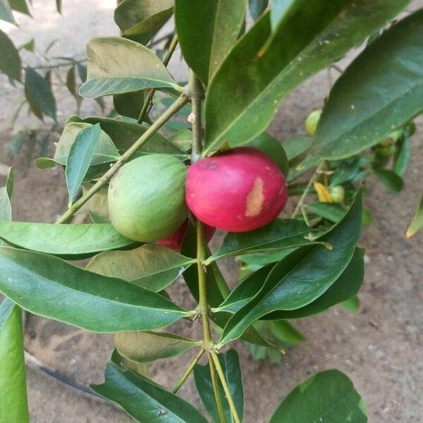 Phaleria macrocarpa Fruit