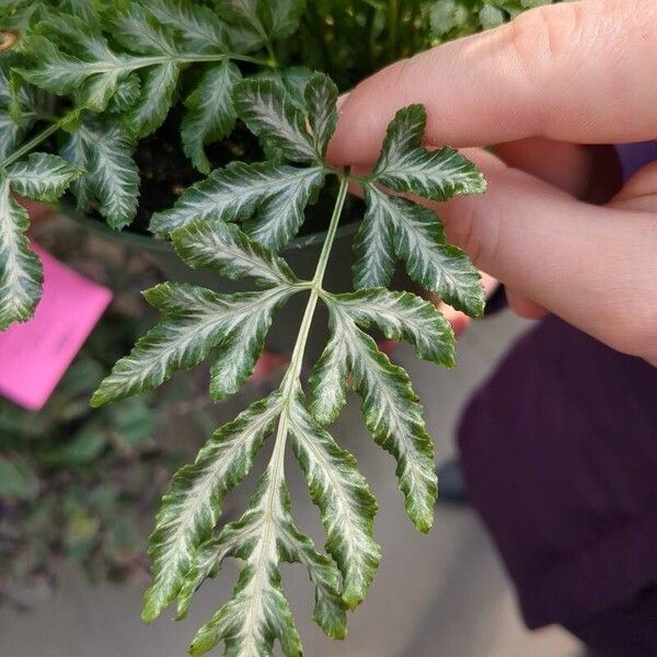 Pteris ensiformis Leaf