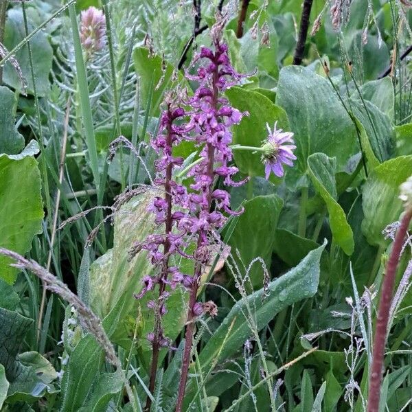 Pedicularis groenlandica Цвят