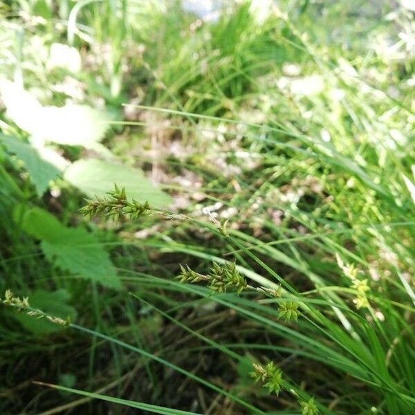 Carex elongata Blomst