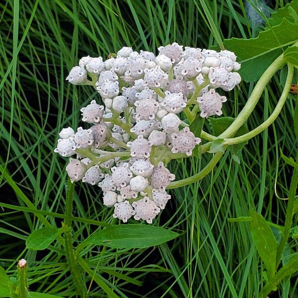 Parthenium integrifolium 花