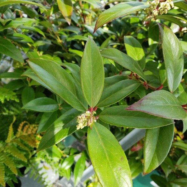 Leucothoe fontanesiana List