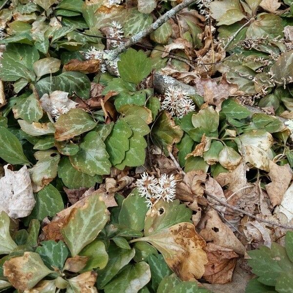 Pachysandra procumbens Kukka